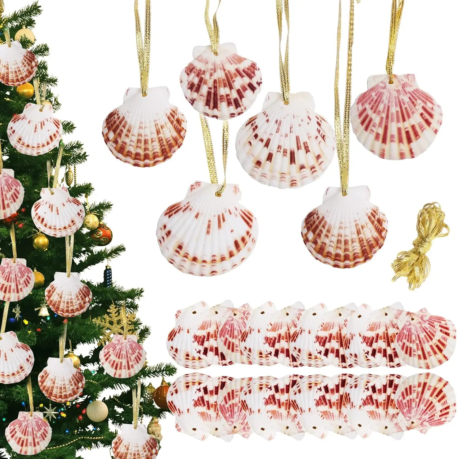 Hanging Natural Scallop Seashells for Crafting Christmas Ornaments 36pcs - 1.5-2.3 Inch