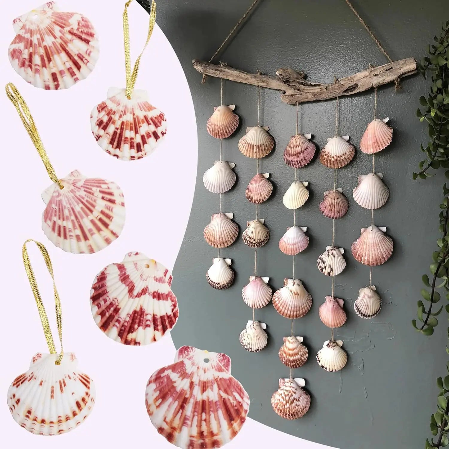 Hanging Natural Scallop Seashells for Crafting Christmas Ornaments 36pcs - 1.5-2.3 Inch
